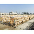 New Frozen dried illex squid hot sale in Thailand